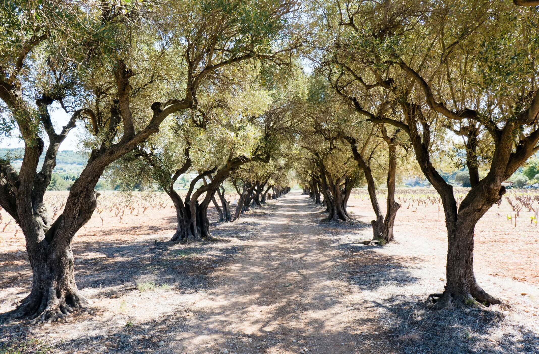 line of trees